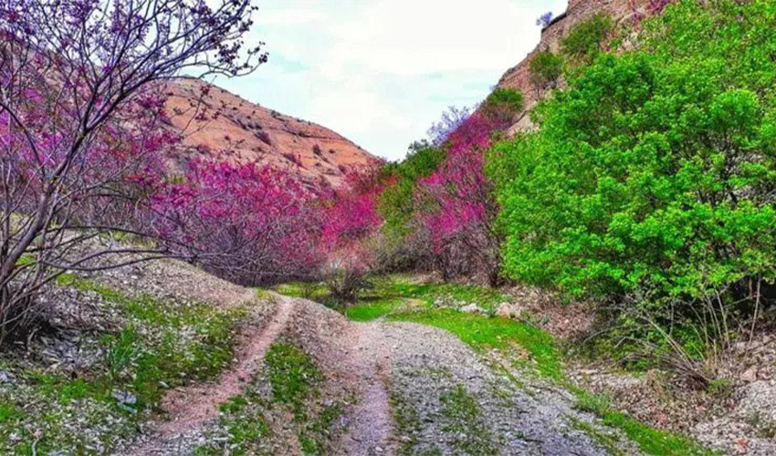 دره ارغوان مشهد