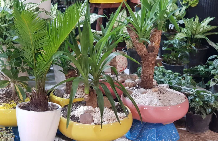 بازار گل خیام مشهد