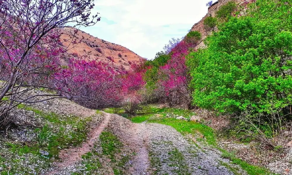 گردشگری دره ارغوان مشهد