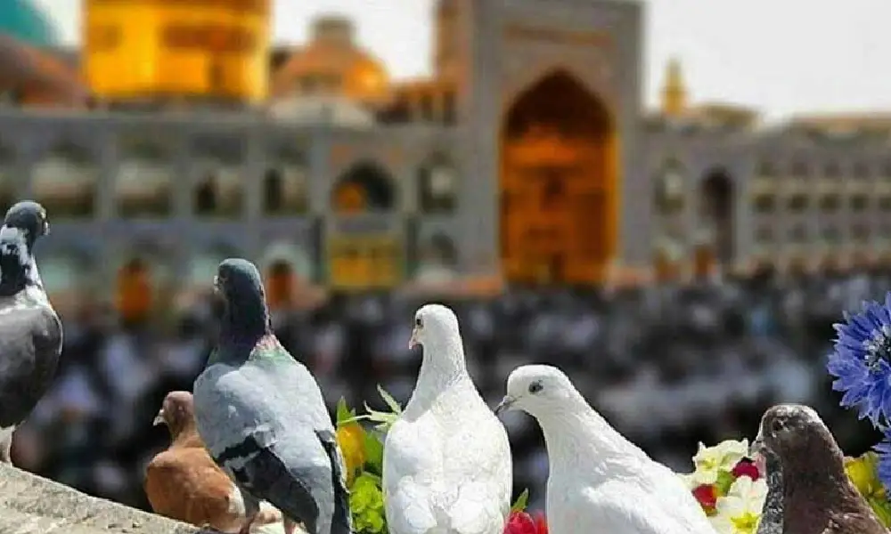 سفر به مشهد برای اولین بار؛ راهنمای کامل اقامت، دیدنی‌ها و هزینه‌ها