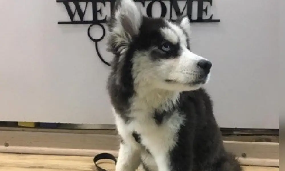 دامپزشکی سیار مشهد (ویزیت در منزل)