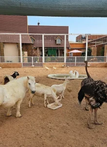 حیوانات هتل قصر طلایی