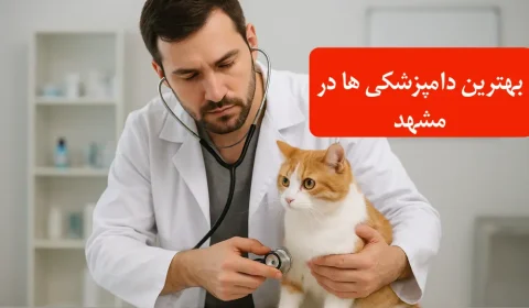 بهترین دامپزشکی ها در مشهد | معتبرترین کلینیک ها و بیمارستان ها